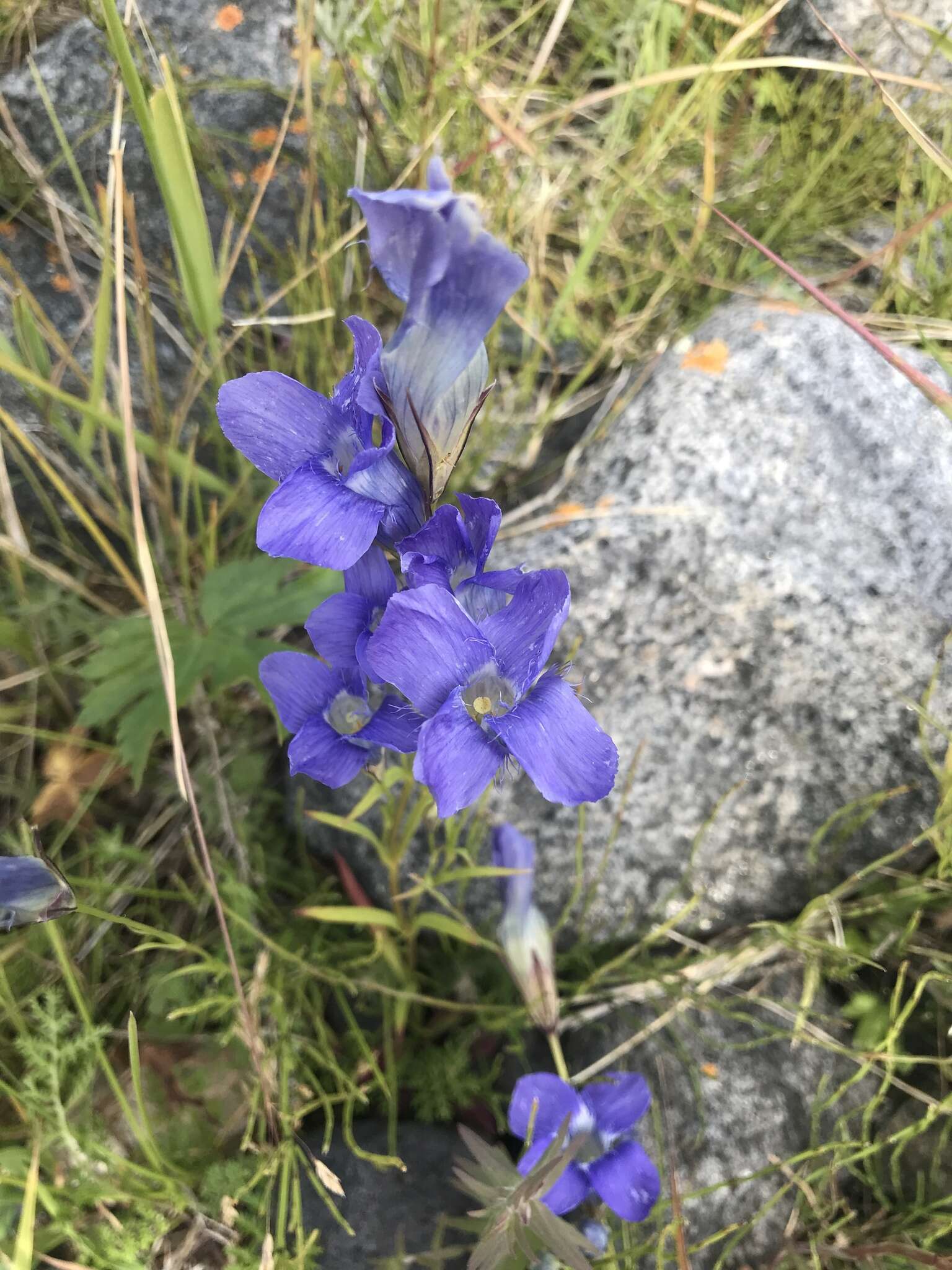 Gentianopsis barbata (Froel.) Ma的圖片