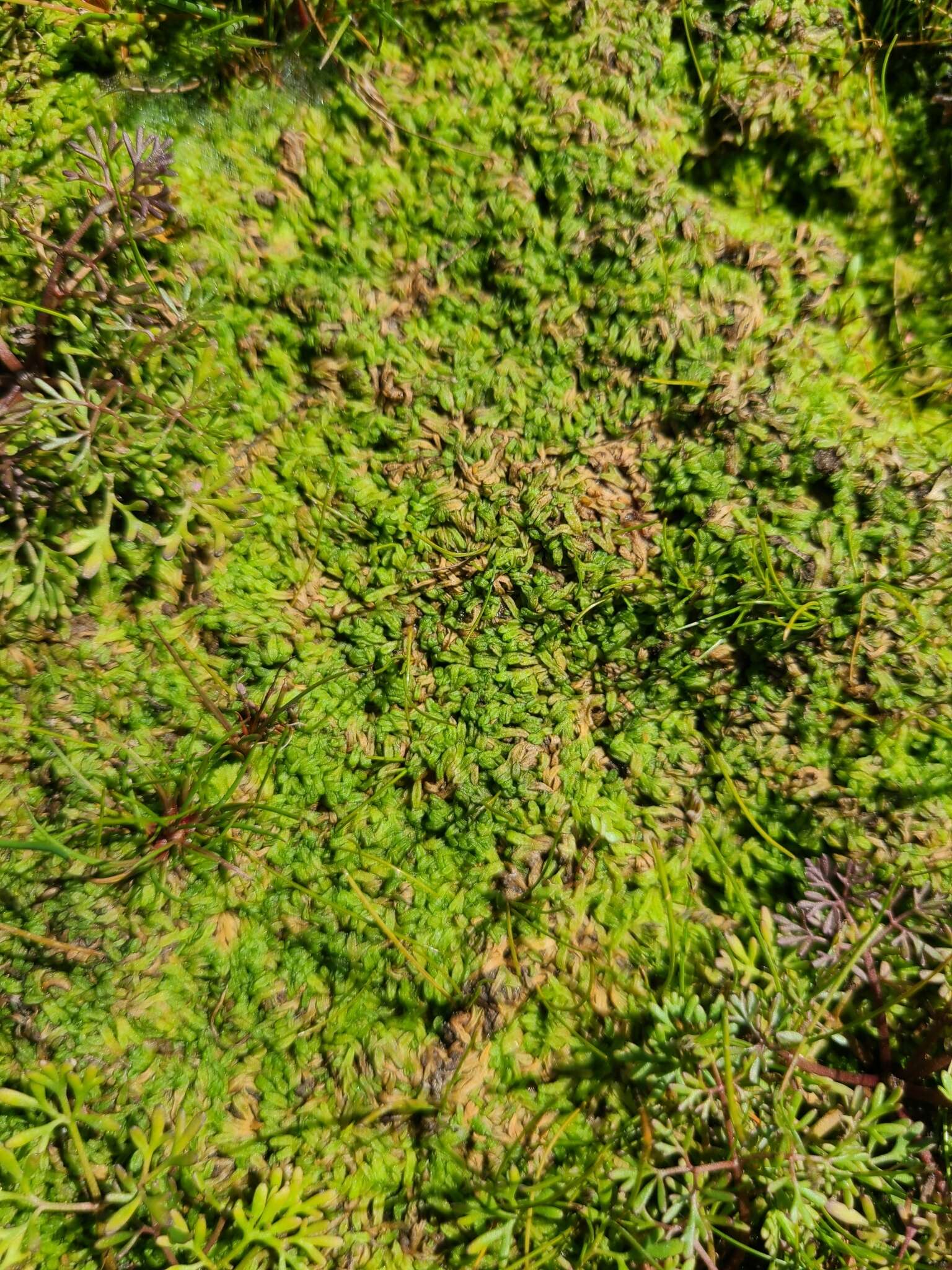 Image of Riccia canaliculata Hoffm.