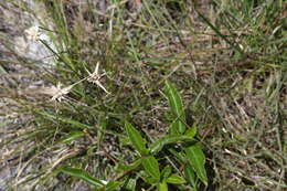 Image of Florida Whitetop