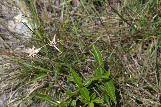 Image de Rhynchospora floridensis (Britton ex Small) H. Pfeiff.