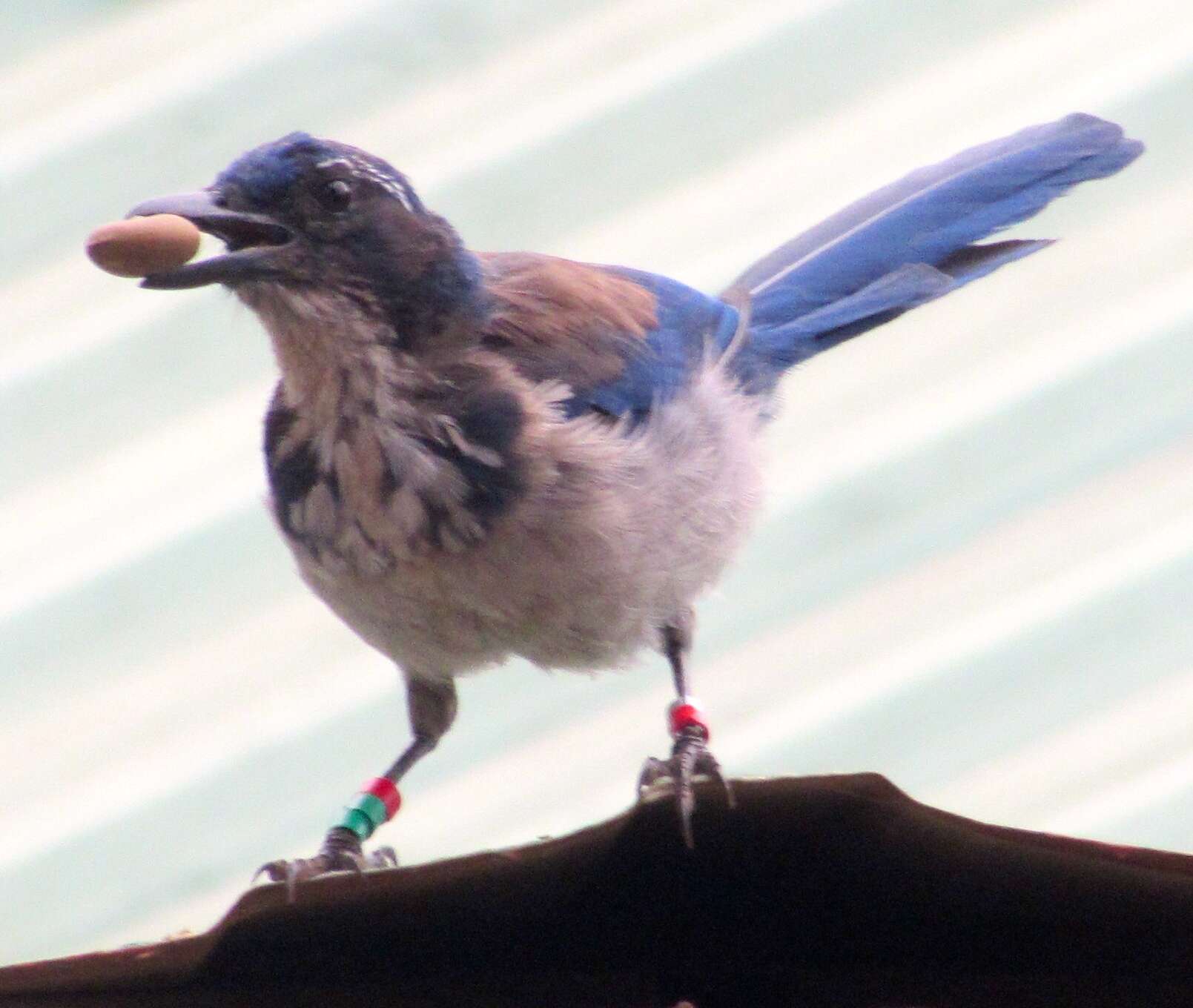 Image of Island Scrub Jay