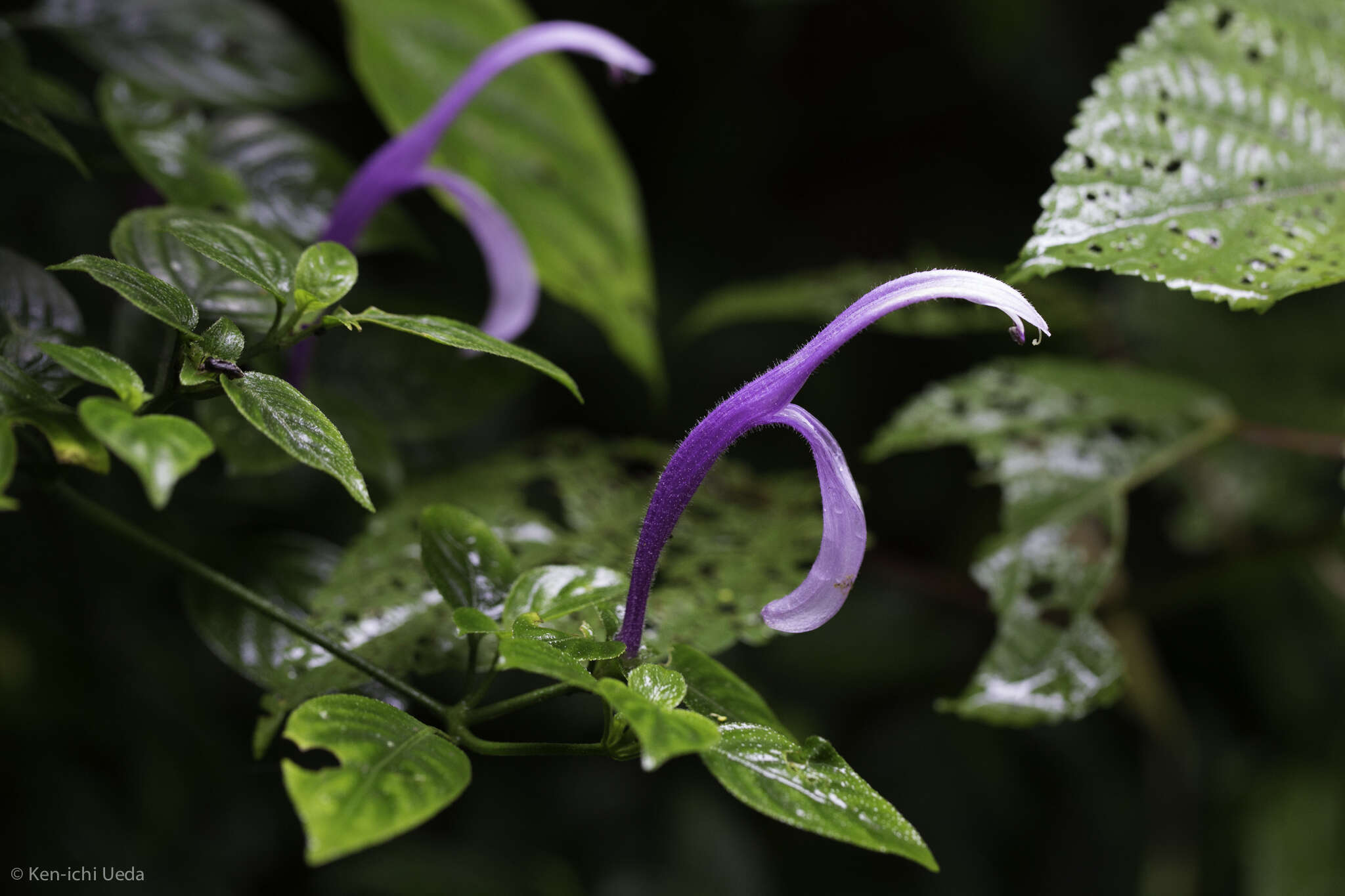 Image of Poikilacanthus macranthus Lindau