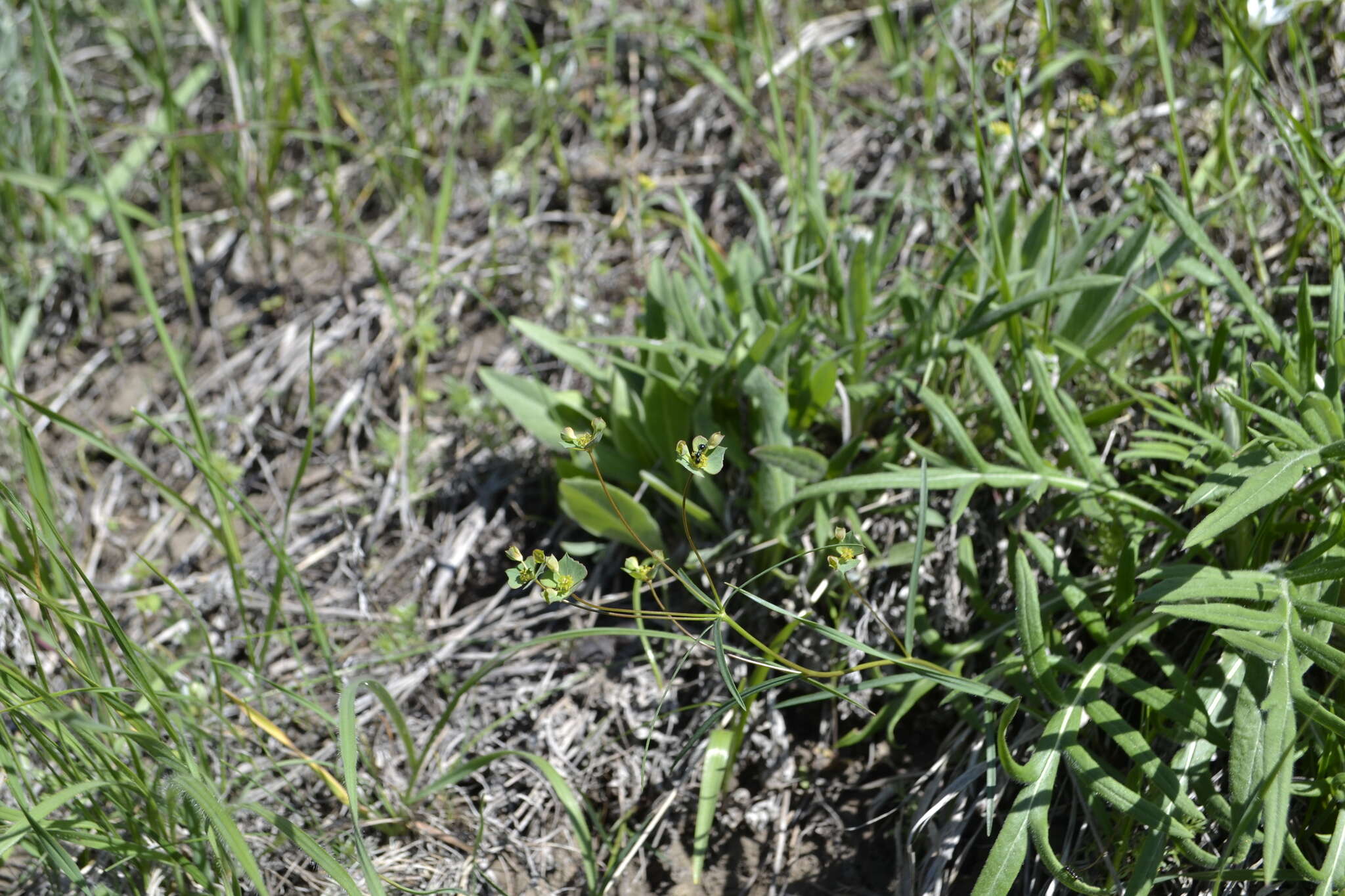 Слика од Euphorbia microcarpa (Prokh.) Krylov