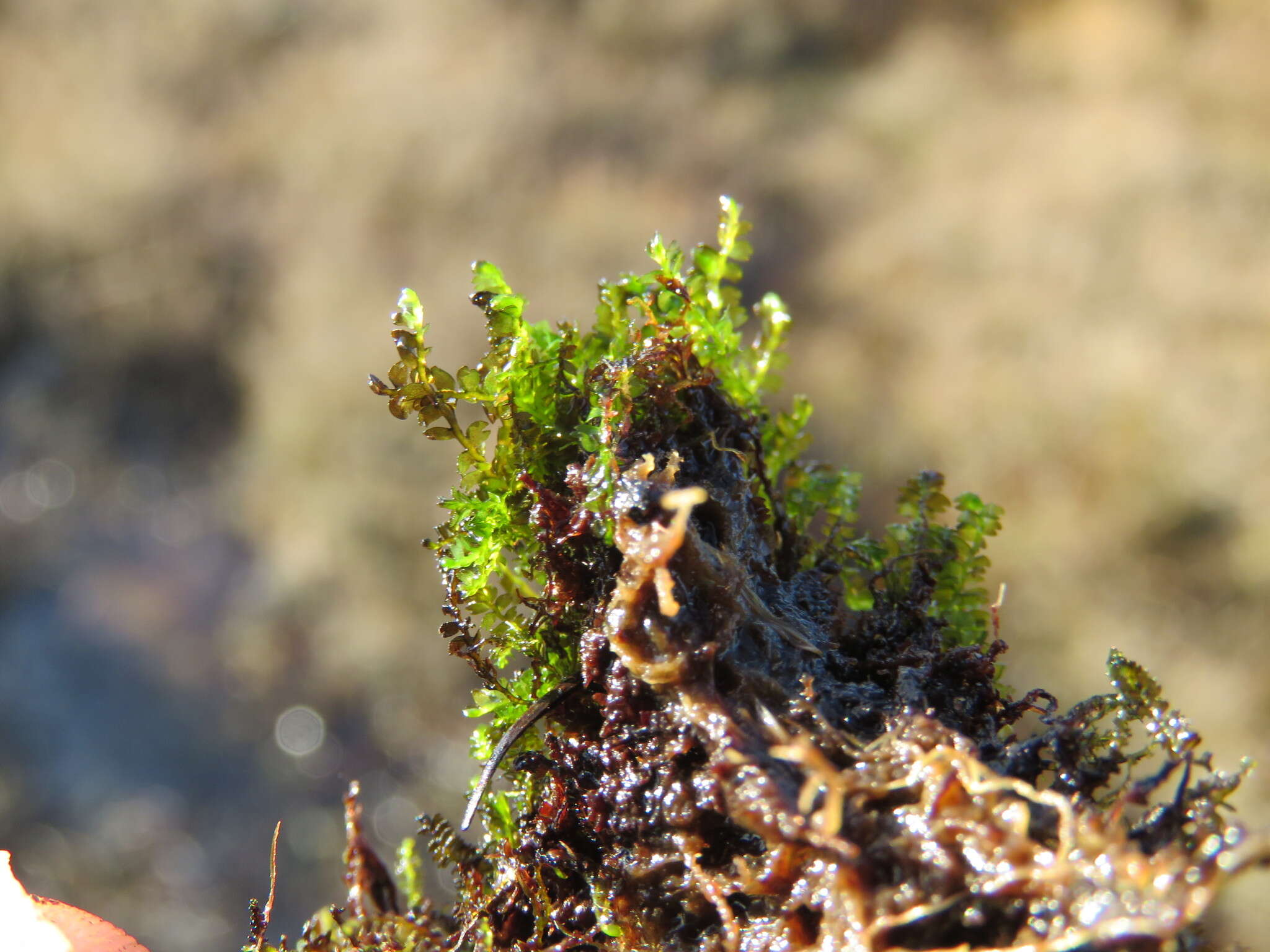 Image de Gymnocolea (Dumort.) Dumort.