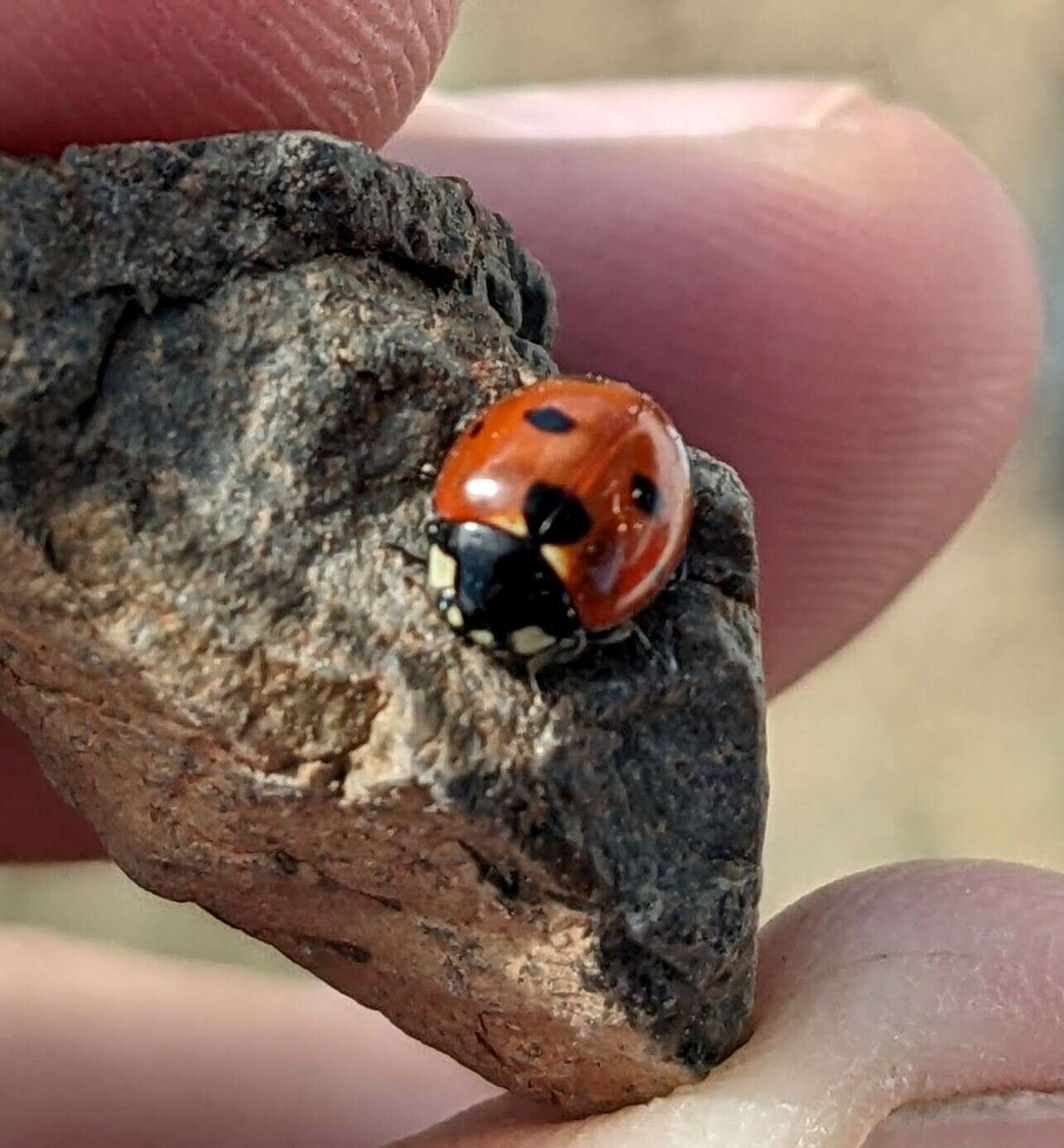 Image of Coccinella difficilis Crotch 1873