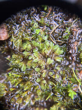 Image of Riccia sorocarpa Bisch.