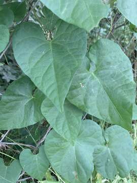 Image of Ipomoea obscura var. obscura