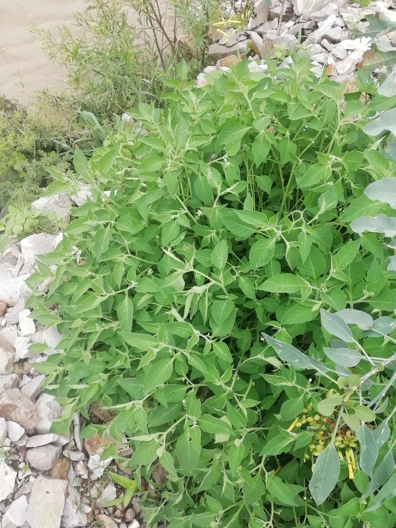 Image of <i>Solanum pruinosum</i> Dunal