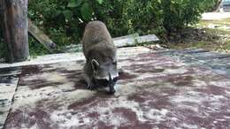 Image of Cozumel Island Raccoon