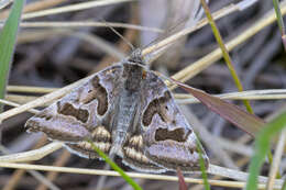 Image of Banded Grass-moth