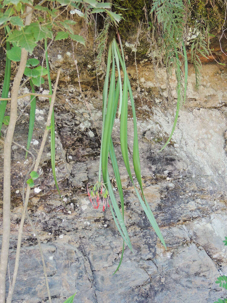 Image of Cyrtanthus epiphyticus J. M. Wood