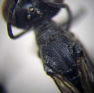 Imagem de Ammophila terminata F. Smith 1856