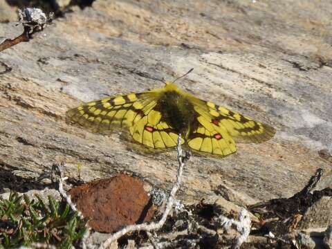 Слика од Parnassius eversmanni Ménétriés 1855