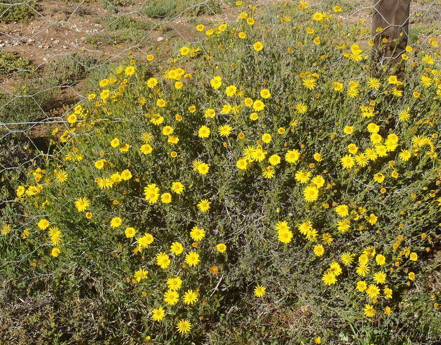 Plancia ëd Osteospermum sinuatum var. sinuatum