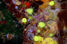 Image of Sunset cup coral