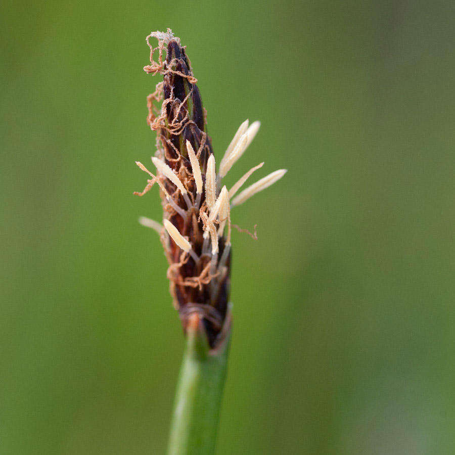 Imagem de Eleocharis limosa (Schrad.) Schult.