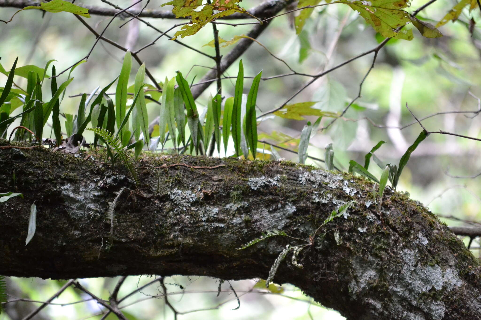 Image of Pleopeltis crassinervata (Fée) T. Moore