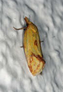 Image of Agapeta