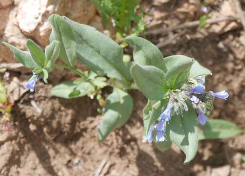 صورة Mertensia brevistyla S. Wats.