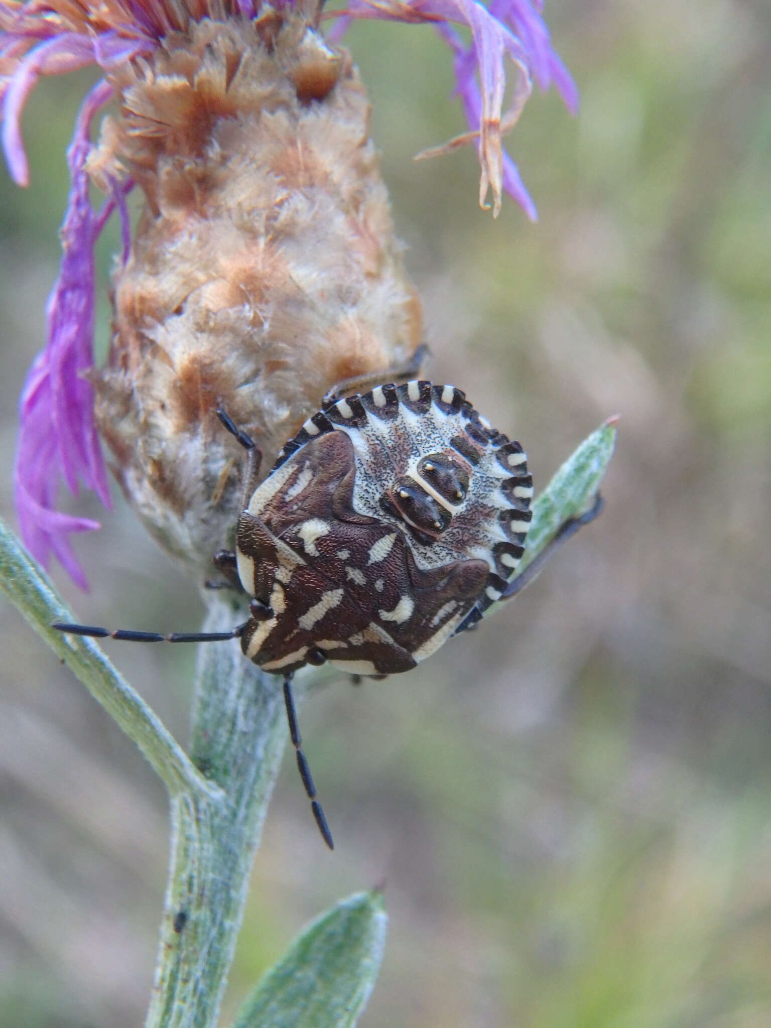 Centaurea jacea subsp. substituta (Czer.) A. D. Mikheev的圖片