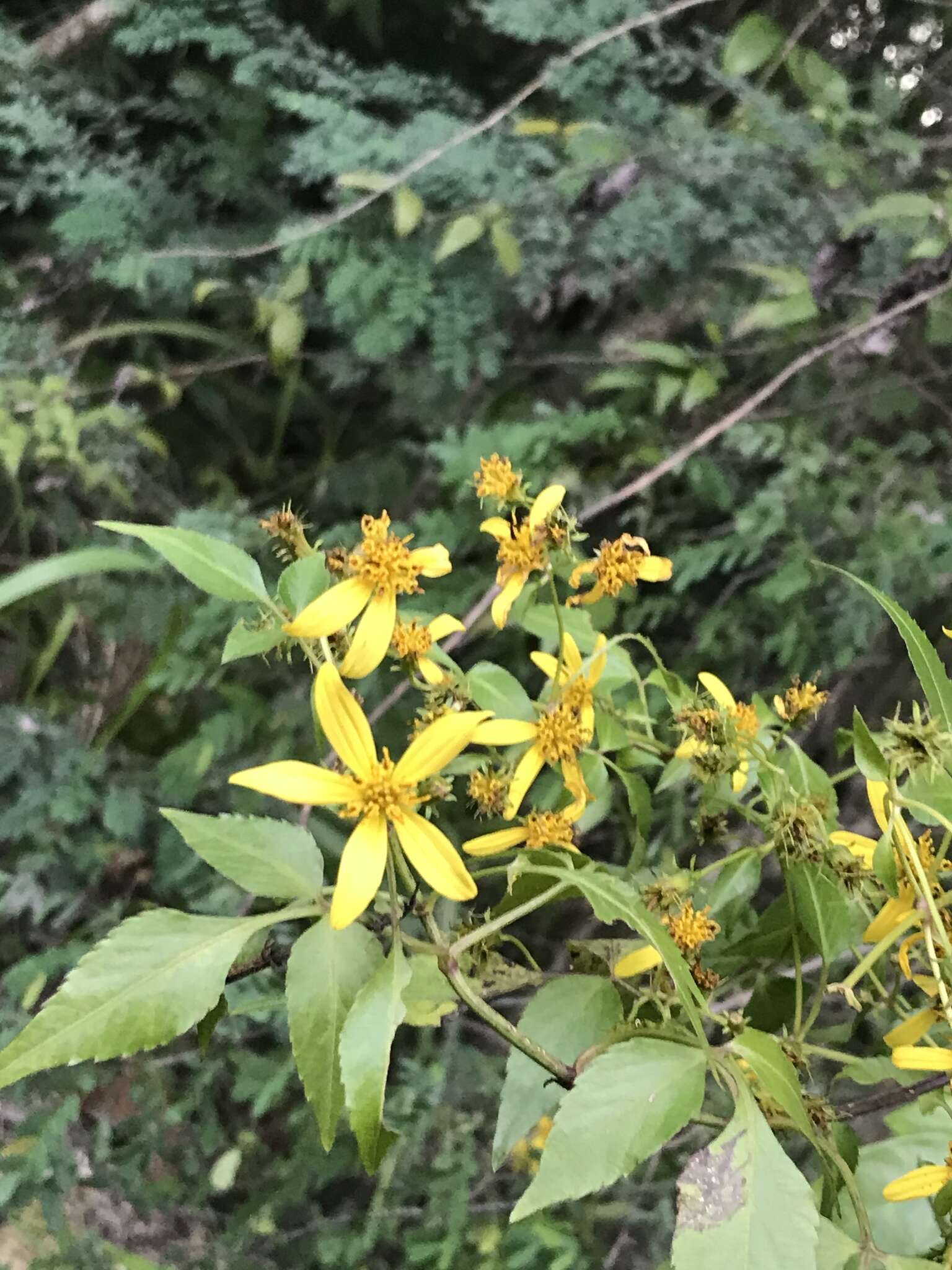 Слика од Bidens reptans (L.) G. Don