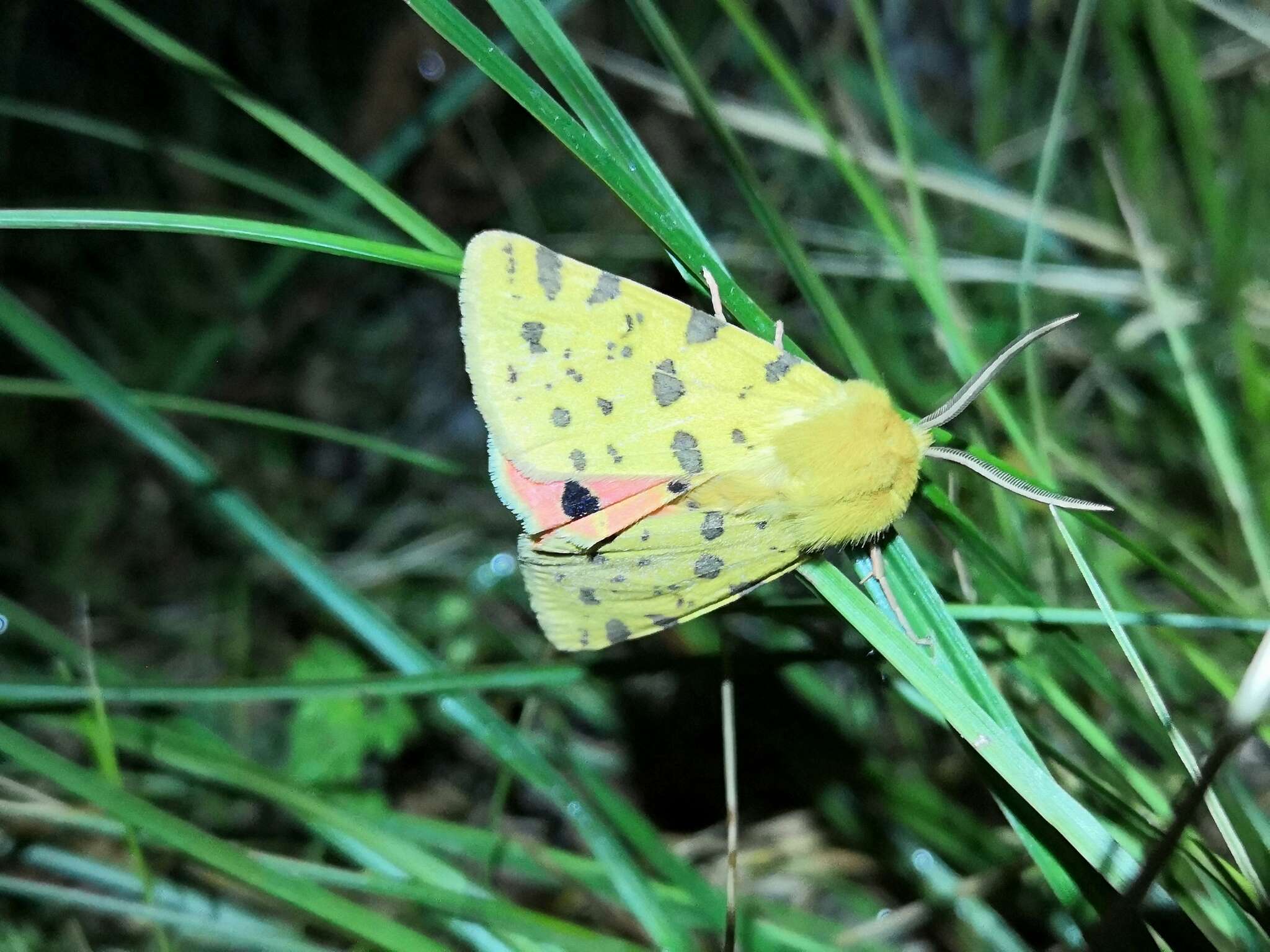 Image of Diacrisia purpurata (Linnaeus 1758)