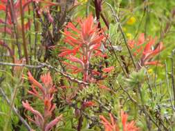 Image of coast Indian paintbrush