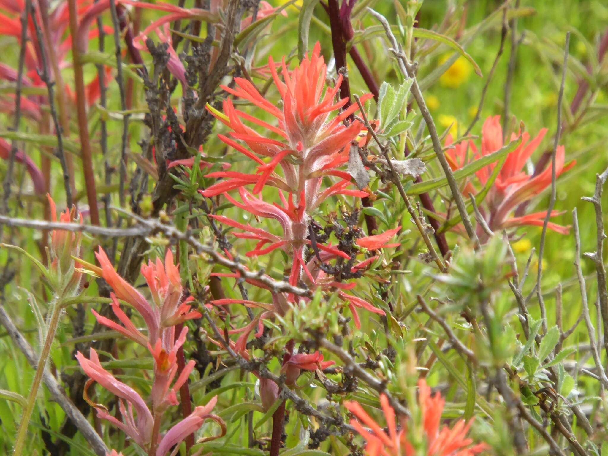 Image of coast Indian paintbrush