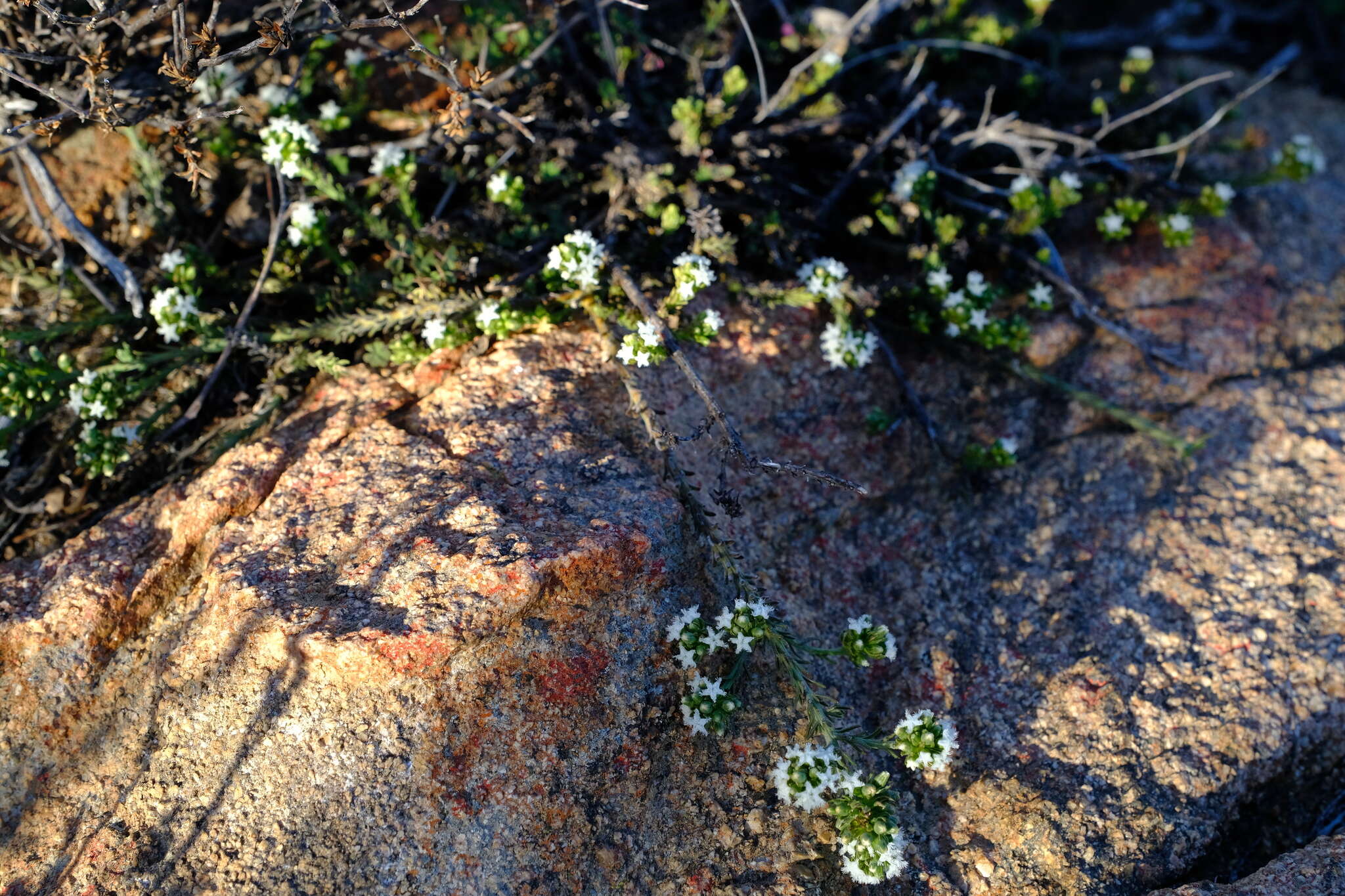 Image of Thesium pubescens A. DC.