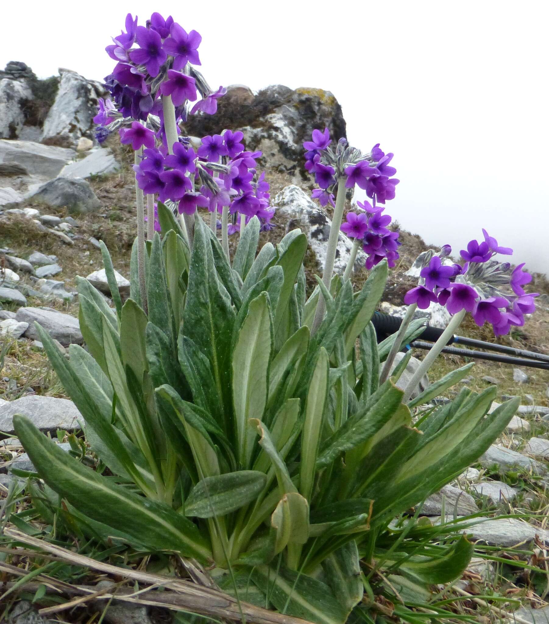 Plancia ëd Primula macrophylla D. Don