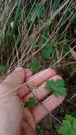 Image of Australasian geranium