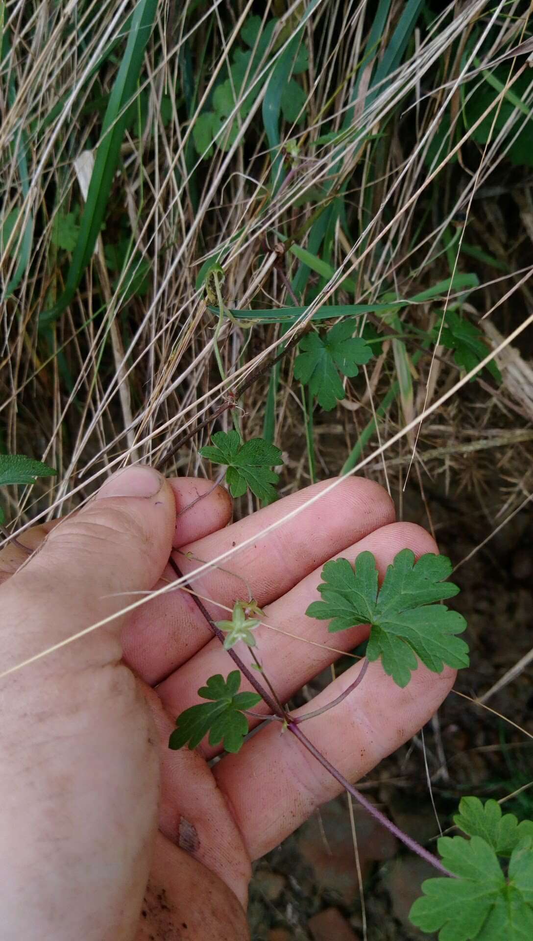 Image of Australasian geranium