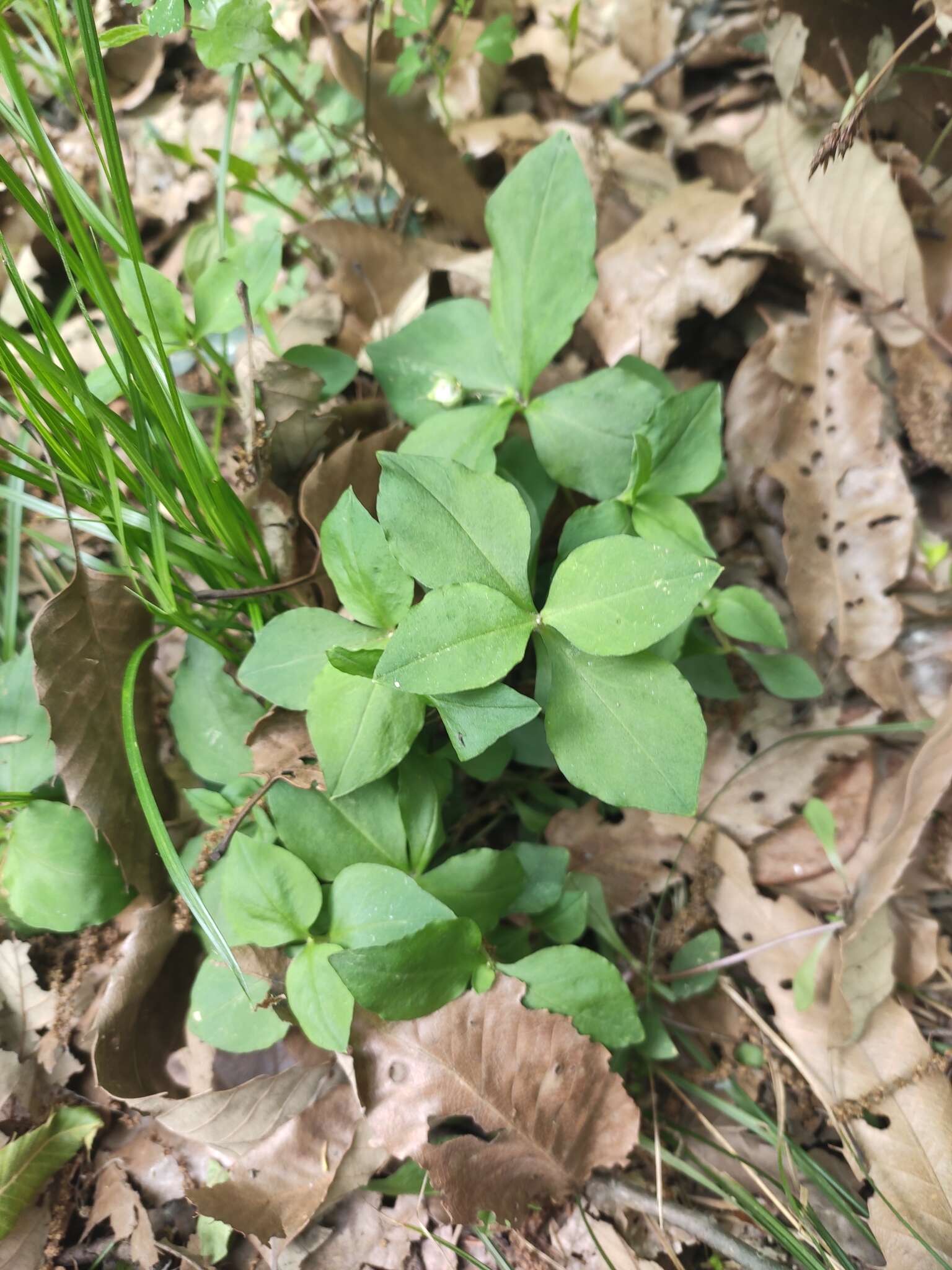 Image of Pseudostellaria heterophylla (Miq.) Pax