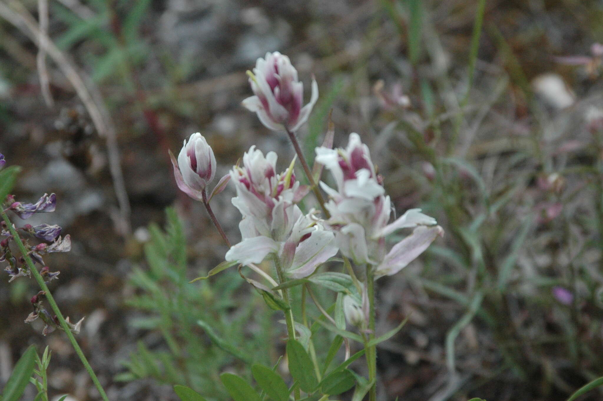 Image of Raup's Indian paintbrush