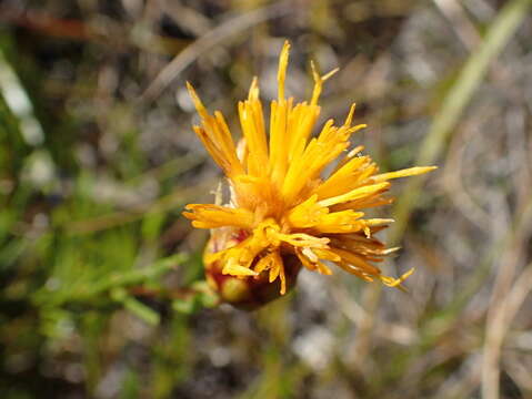 Image of Pteronia tenuifolia DC.