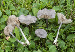 Image of Entoloma mougeotii (Fr.) Hesler 1967