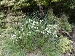 Image of long-leaved pimelea