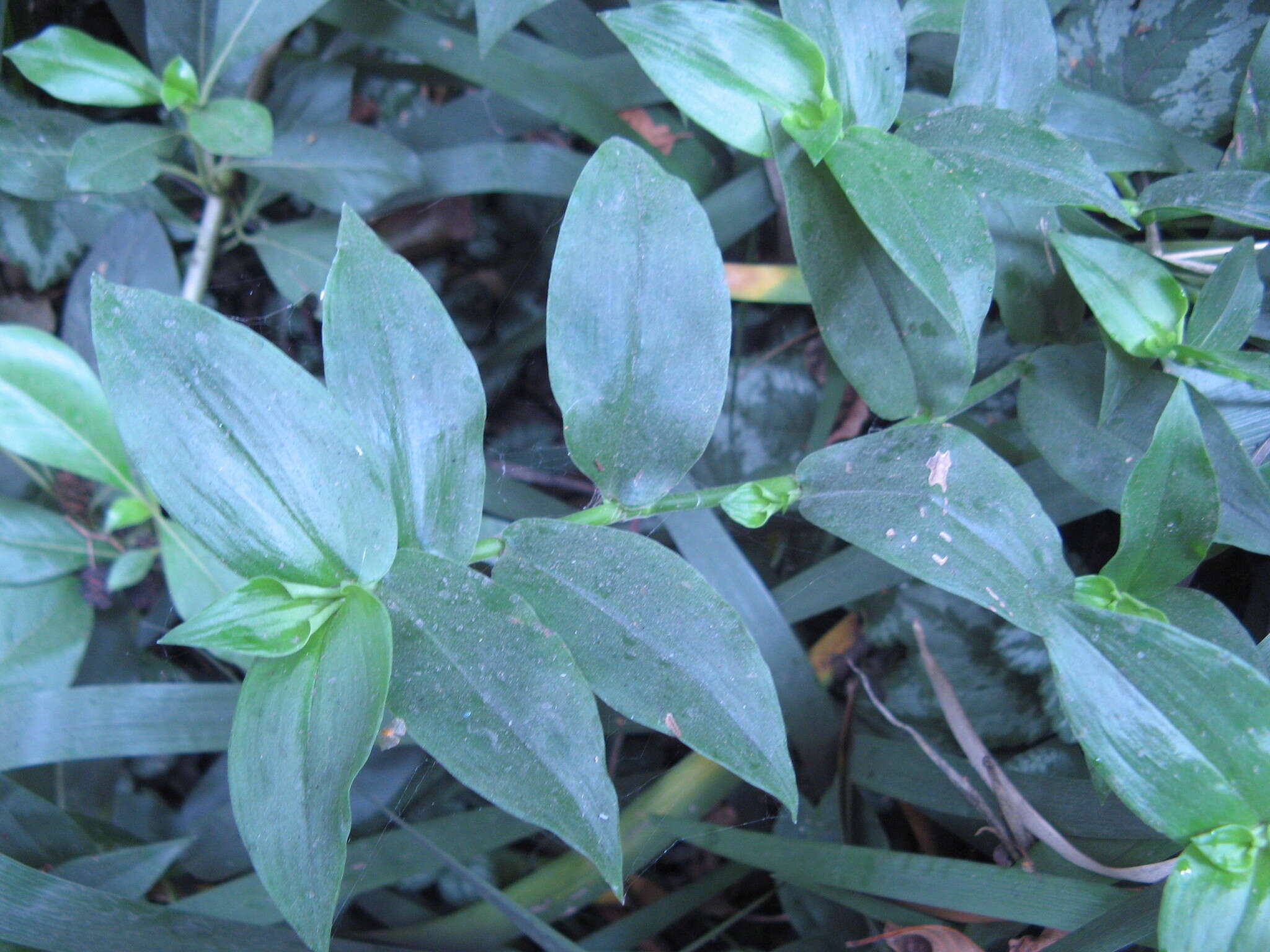 Image of small-leaf spiderwort