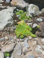 Image of Sempervivum montanum L.