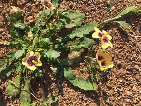 Image of Diascia bicolor K. E. Steiner