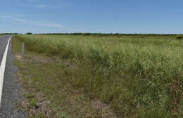 Image of Oryza australiensis Domin