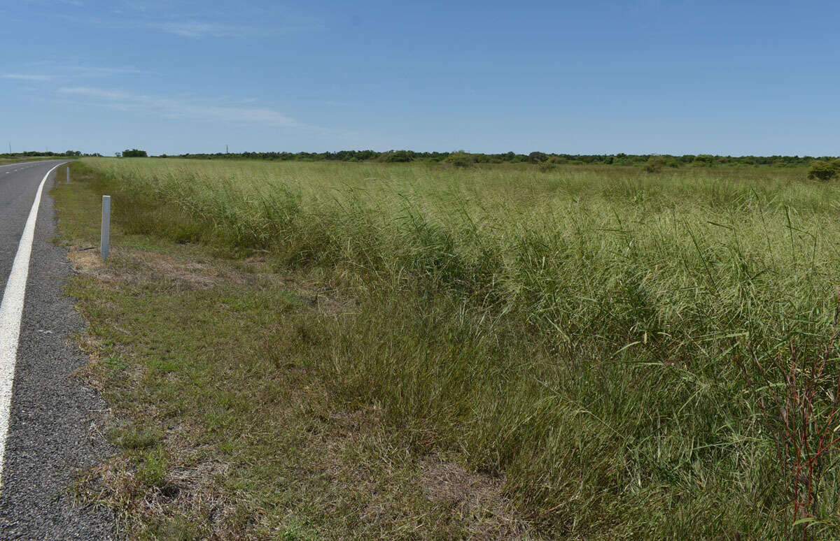 Imagem de Oryza australiensis Domin