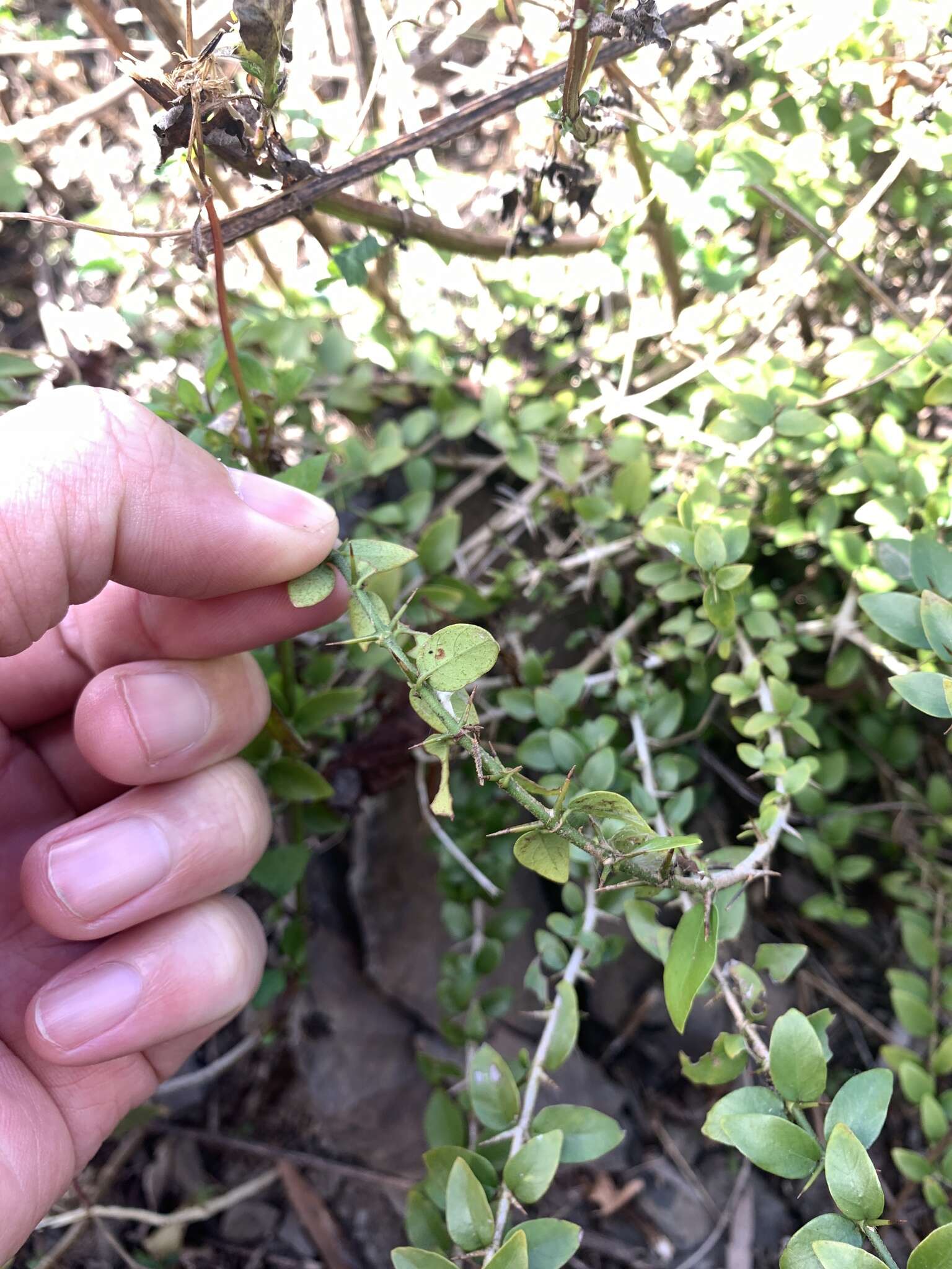 Sivun Benkara sinensis (Lour.) Ridsdale kuva