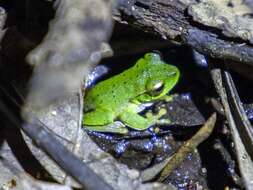 Image of mountain stream tree frog