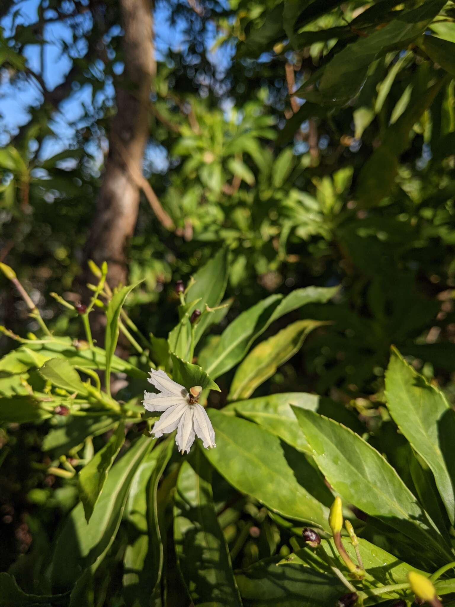 Image de Scaevola gaudichaudiana Cham.