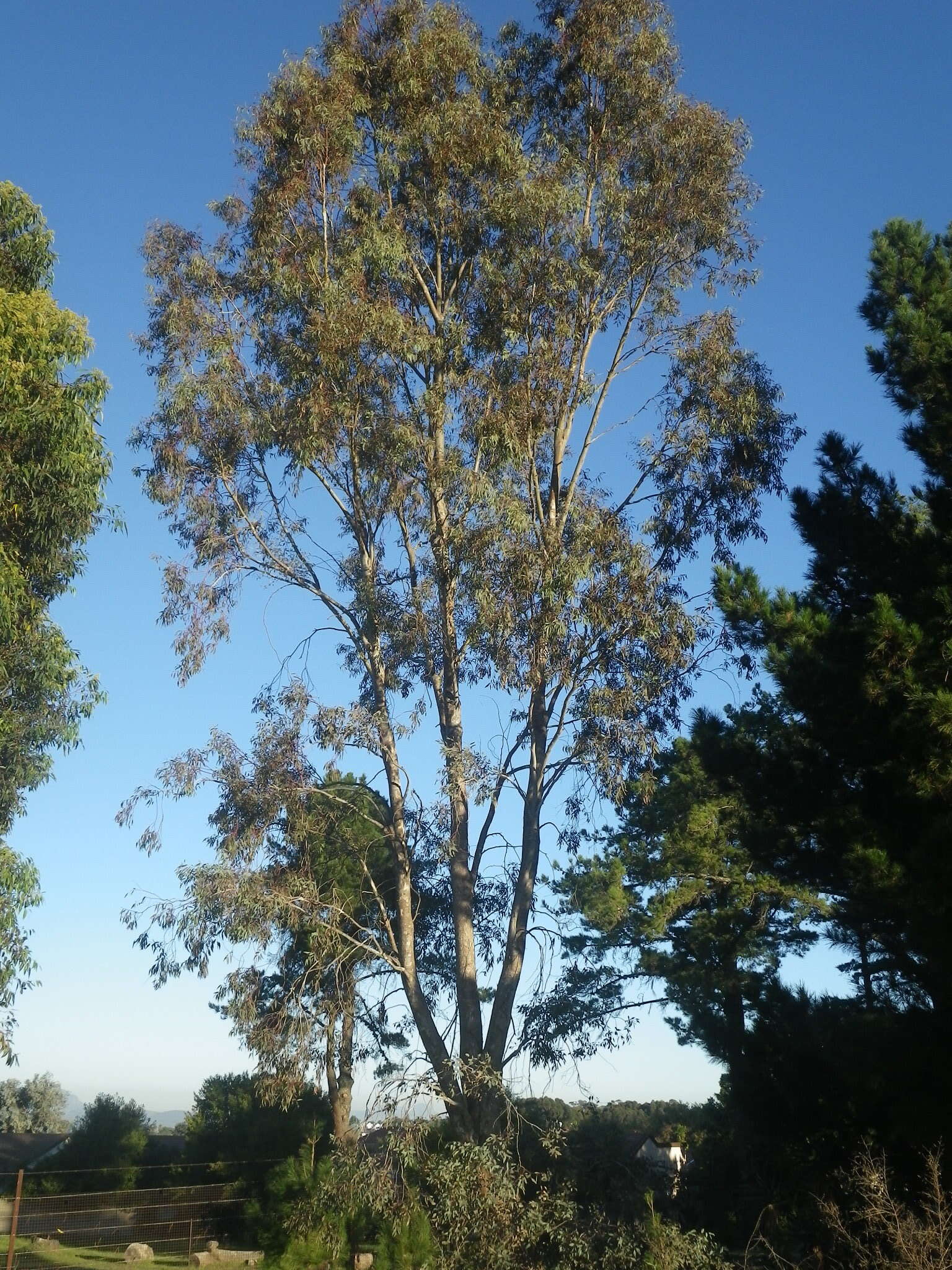 Eucalyptus melliodora A. Cunn. ex Schauer resmi