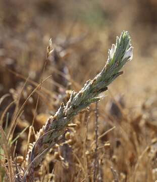 Image of Palm-Bract Salt-Bird's-Beak