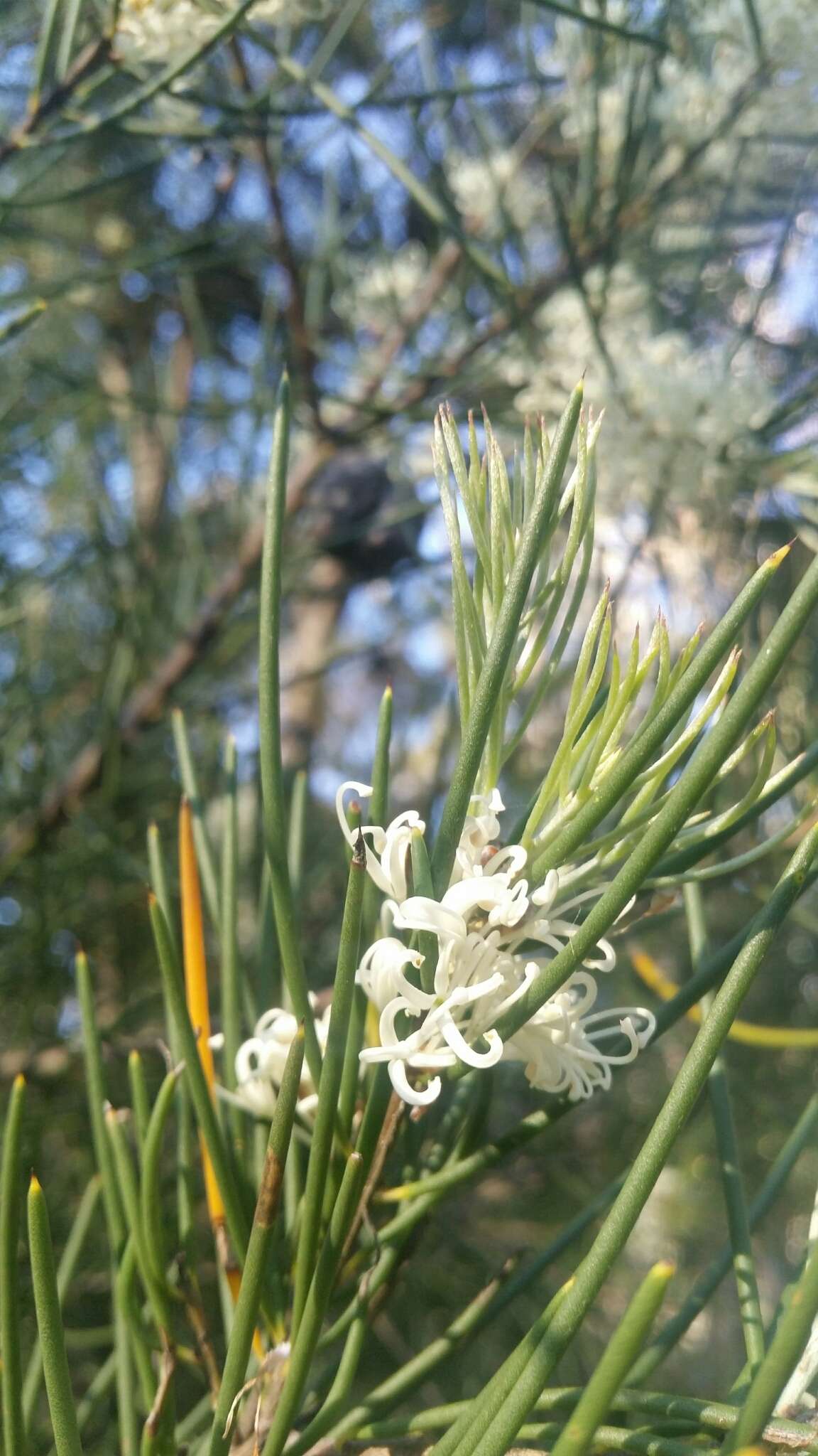 Image of Hakea lissosperma R. Br.