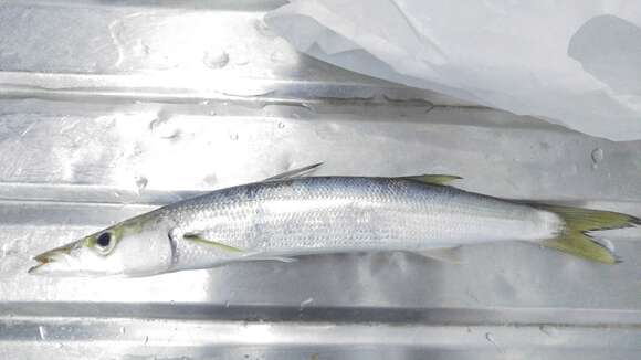 Image of Brown barracuda