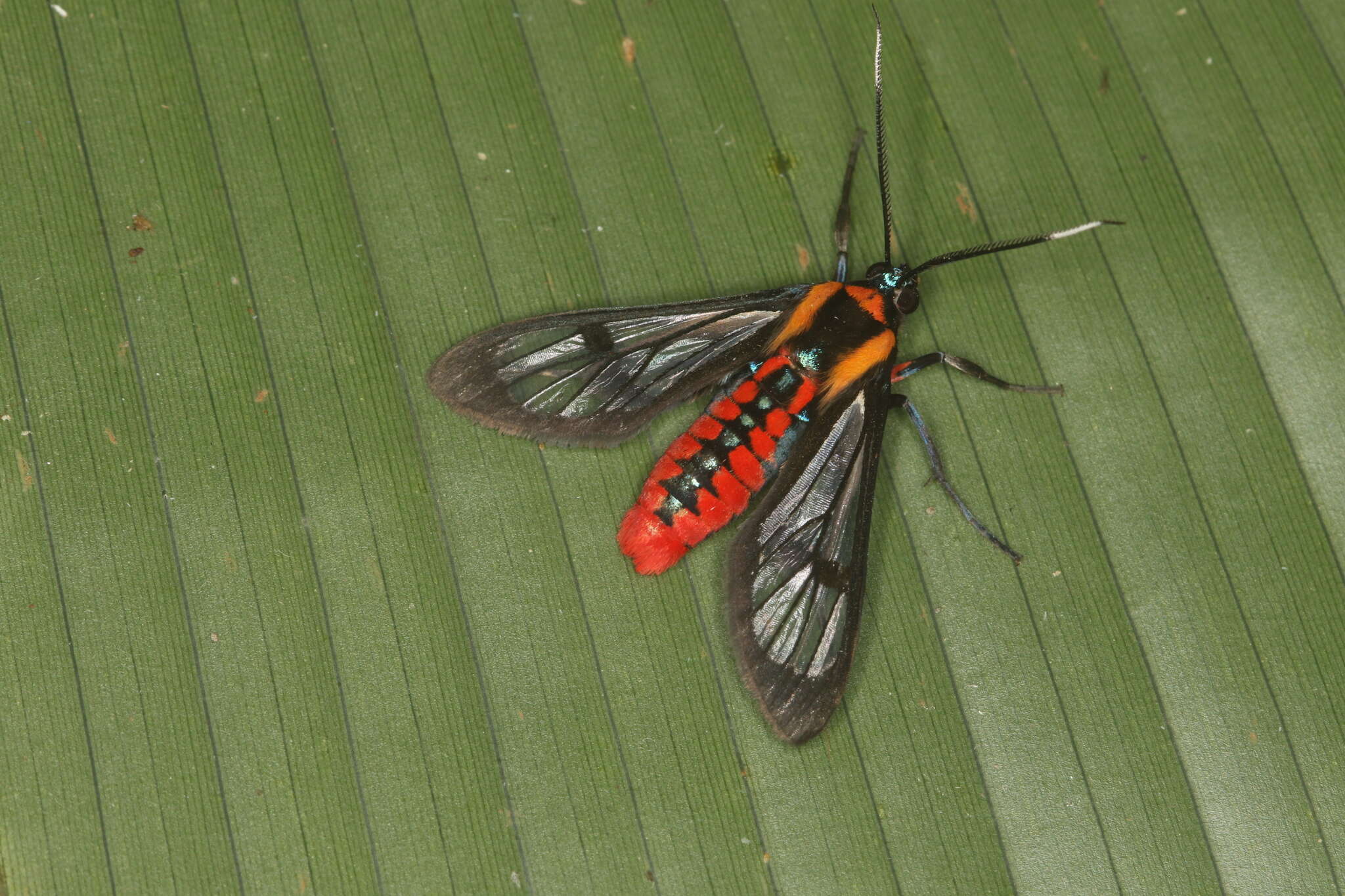 Imagem de Phoenicoprocta sanguinea Walker 1854